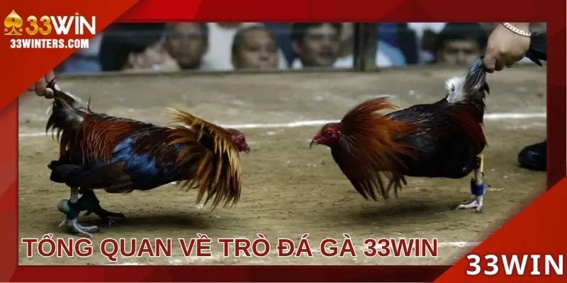 Tổng quan sảnh đá gà 33win